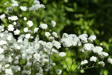 Photo of Beautiful white gypsophila flowers growing outdoors, closeup