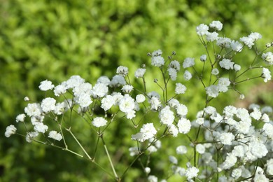 Photo of Beautiful white gypsophila flowers growing outdoors, closeup