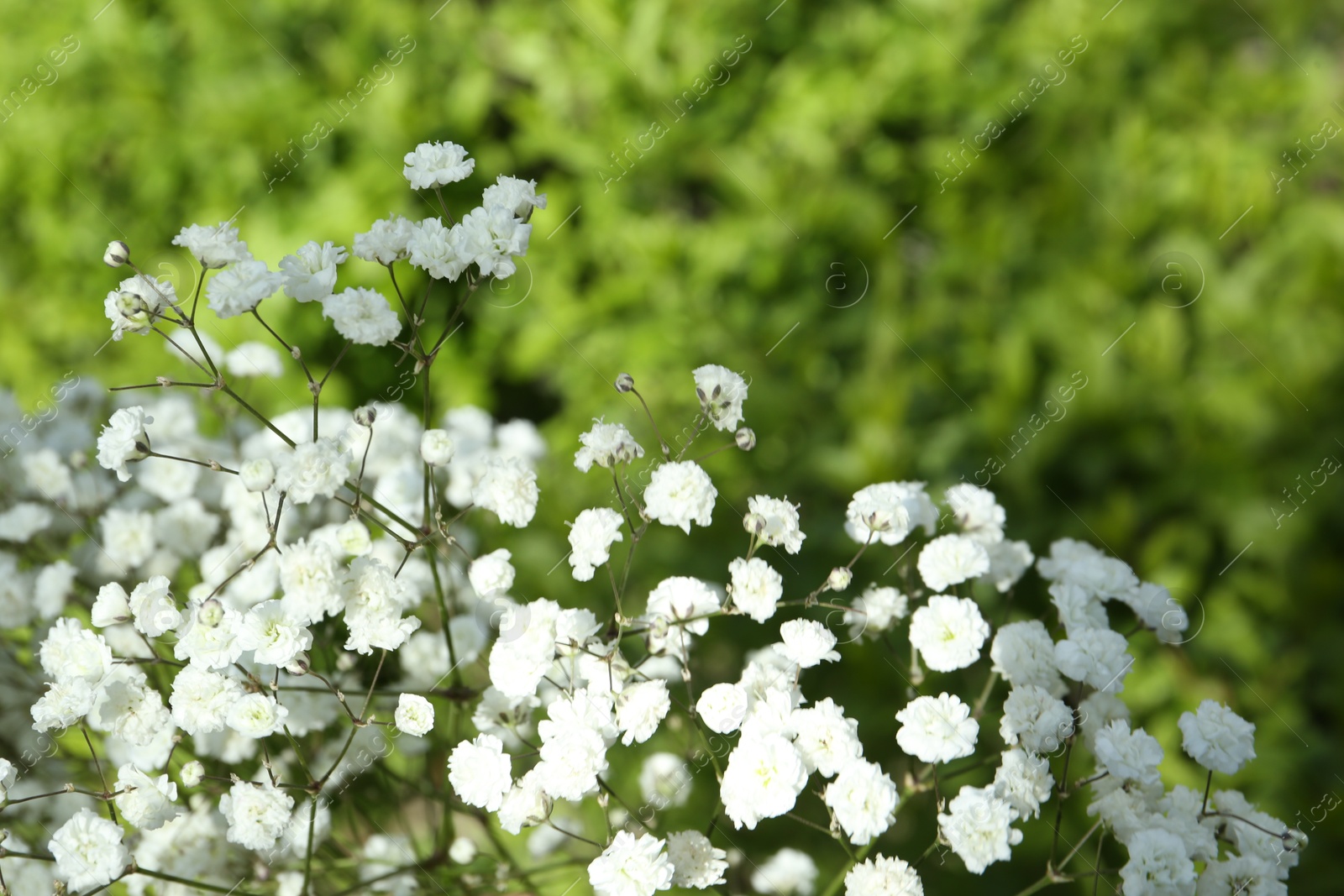 Beautiful white gypsophila flowers growing outdoors, closeup Photo of Beautiful white gypsophila flowers growing outdoors, closeup