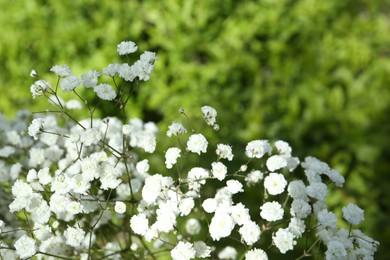 Photo of Beautiful white gypsophila flowers growing outdoors, closeup