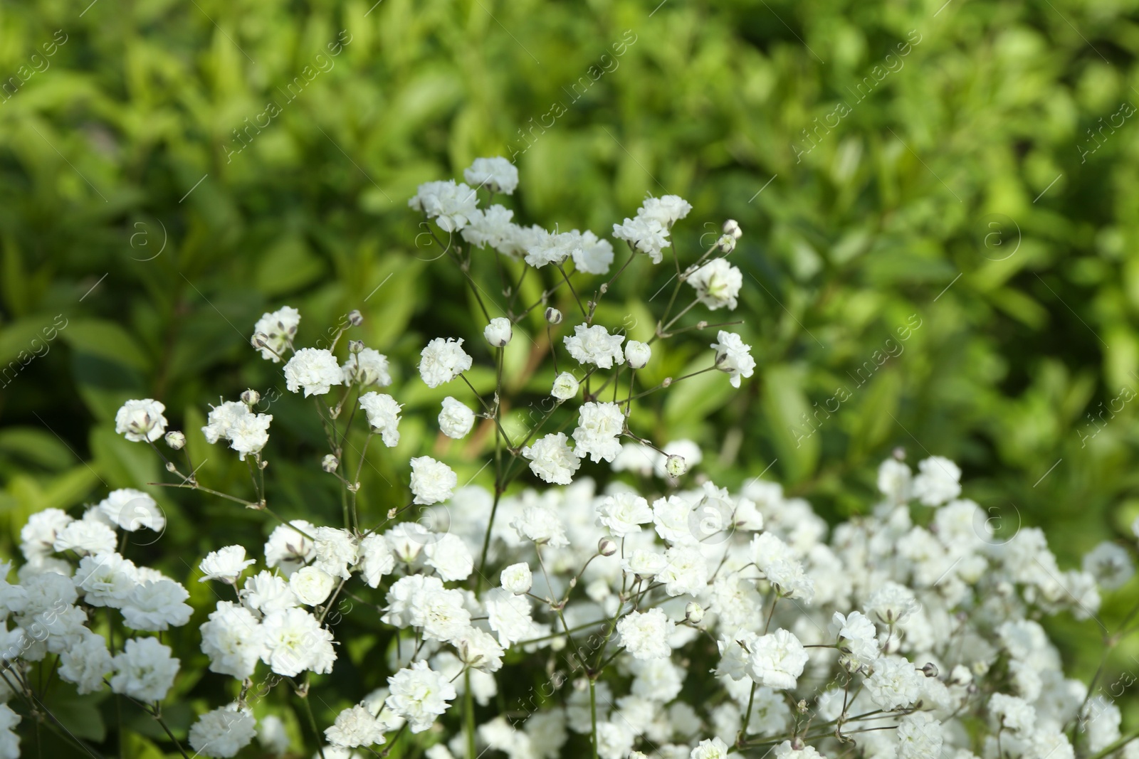 Beautiful white gypsophila flowers growing outdoors, closeup Photo of Beautiful white gypsophila flowers growing outdoors, closeup