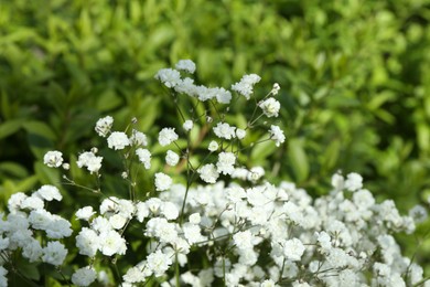 Photo of Beautiful white gypsophila flowers growing outdoors, closeup
