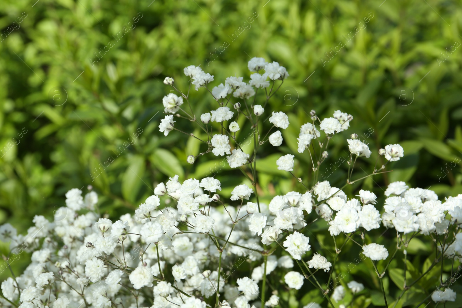 Beautiful white gypsophila flowers growing outdoors, closeup Photo of Beautiful white gypsophila flowers growing outdoors, closeup