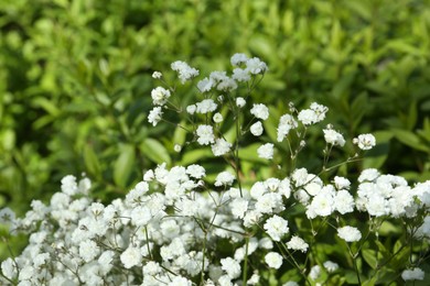 Photo of Beautiful white gypsophila flowers growing outdoors, closeup