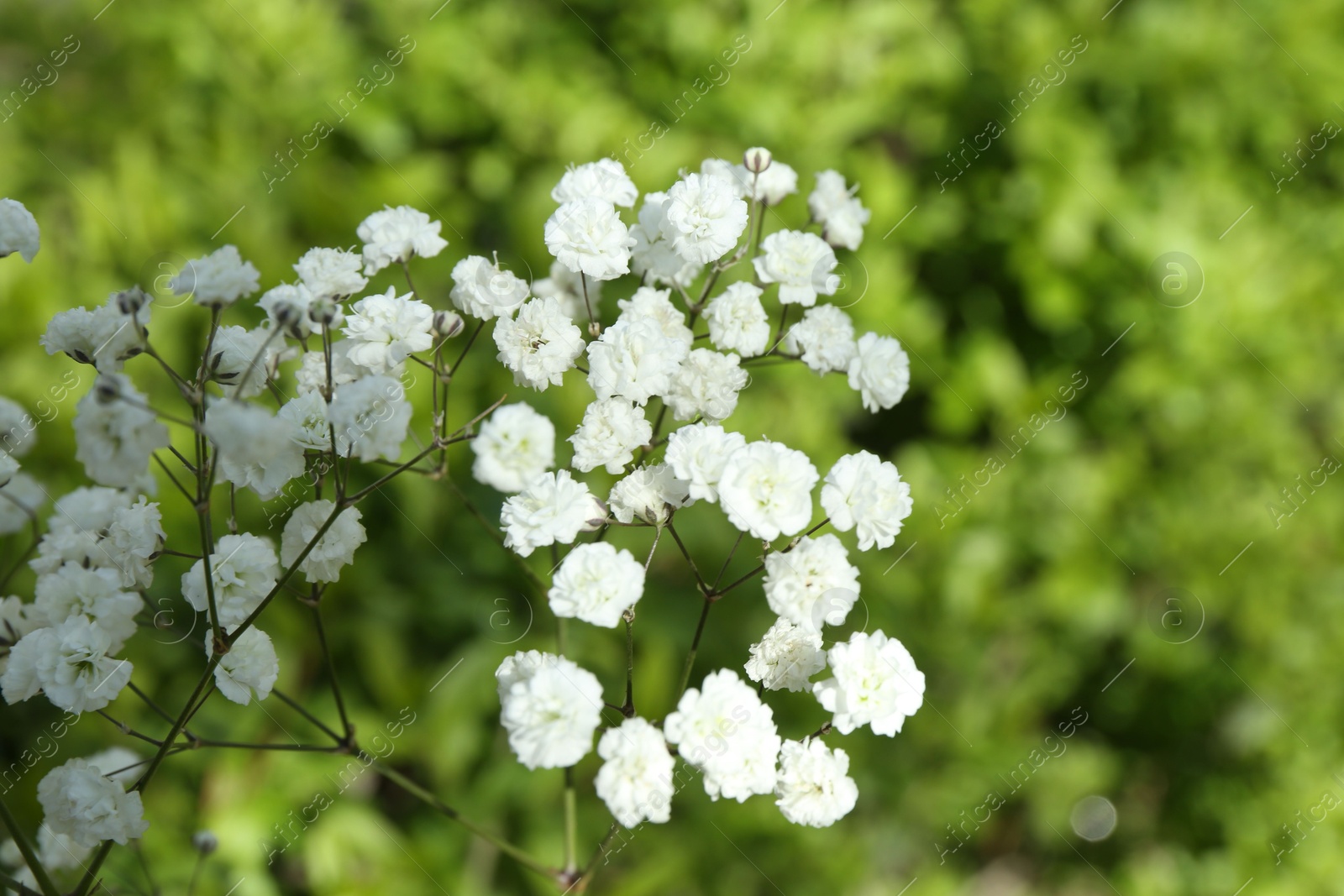 Beautiful white gypsophila flowers growing outdoors, closeup. Space for text Photo of Beautiful white gypsophila flowers growing outdoors, closeup. Space for text