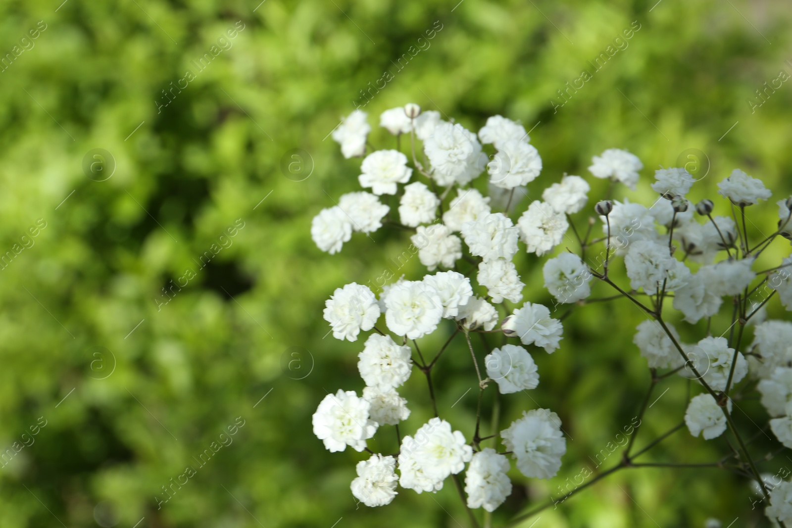 Beautiful white gypsophila flowers growing outdoors, closeup. Space for text Photo of Beautiful white gypsophila flowers growing outdoors, closeup. Space for text