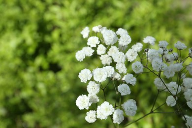 Photo of Beautiful white gypsophila flowers growing outdoors, closeup. Space for text