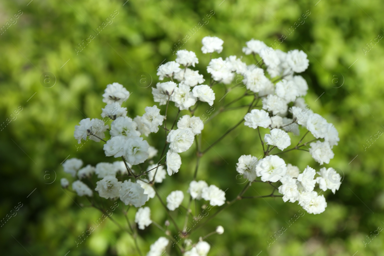 Beautiful white gypsophila flowers growing outdoors, closeup Photo of Beautiful white gypsophila flowers growing outdoors, closeup
