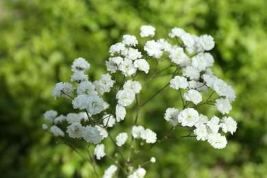 Photo of Beautiful white gypsophila flowers growing outdoors, closeup