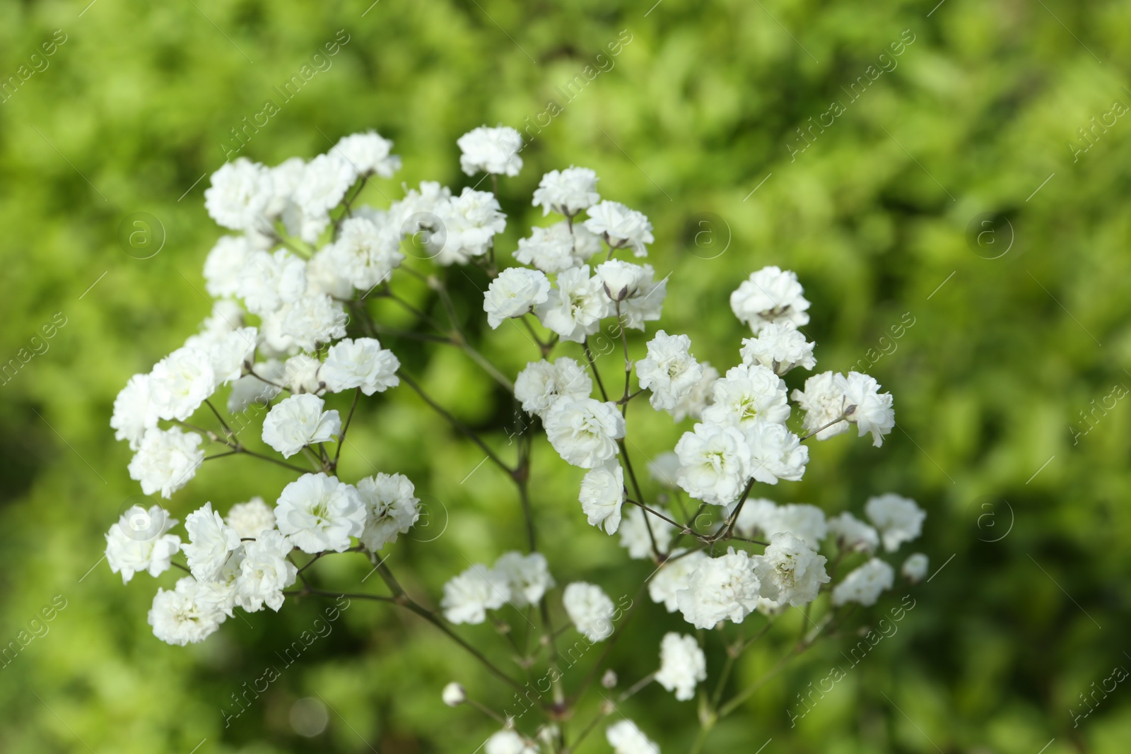 Beautiful white gypsophila flowers growing outdoors, closeup Photo of Beautiful white gypsophila flowers growing outdoors, closeup