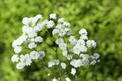 Photo of Beautiful white gypsophila flowers growing outdoors, closeup