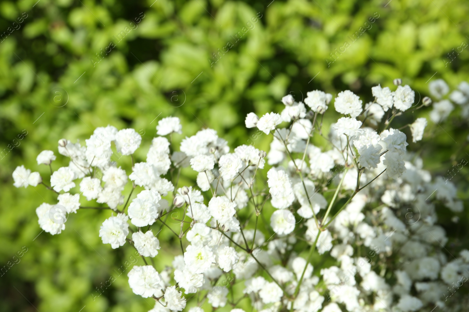 Beautiful white gypsophila flowers growing outdoors, closeup Photo of Beautiful white gypsophila flowers growing outdoors, closeup