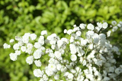 Photo of Beautiful white gypsophila flowers growing outdoors, closeup