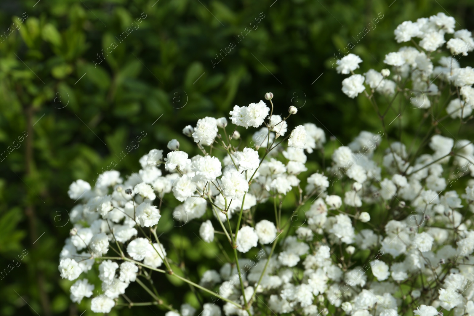 Beautiful white gypsophila flowers growing outdoors, closeup Photo of Beautiful white gypsophila flowers growing outdoors, closeup