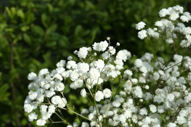 Photo of Beautiful white gypsophila flowers growing outdoors, closeup