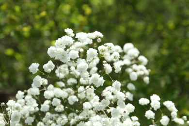 Photo of Beautiful white gypsophila flowers growing outdoors, closeup