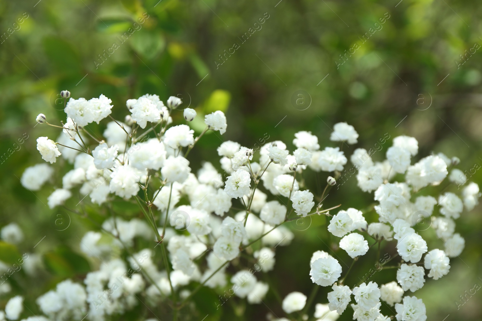 Beautiful white gypsophila flowers growing outdoors, closeup Photo of Beautiful white gypsophila flowers growing outdoors, closeup