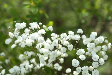 Photo of Beautiful white gypsophila flowers growing outdoors, closeup