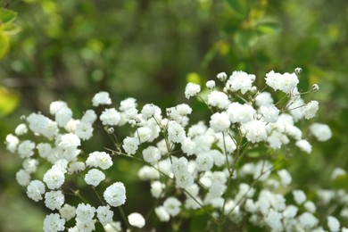 Photo of Beautiful white gypsophila flowers growing outdoors, closeup