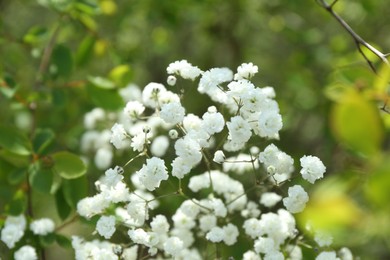 Photo of Beautiful white gypsophila flowers growing outdoors, closeup
