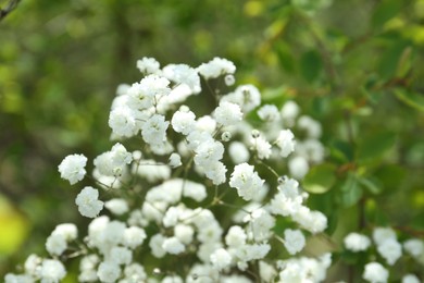 Photo of Beautiful white gypsophila flowers growing outdoors, closeup