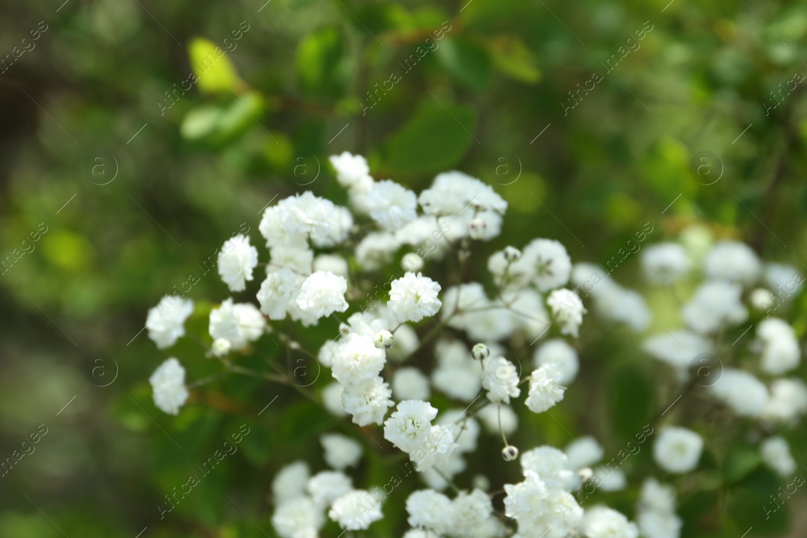Beautiful white gypsophila flowers growing outdoors, closeup Photo of Beautiful white gypsophila flowers growing outdoors, closeup