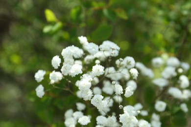 Photo of Beautiful white gypsophila flowers growing outdoors, closeup