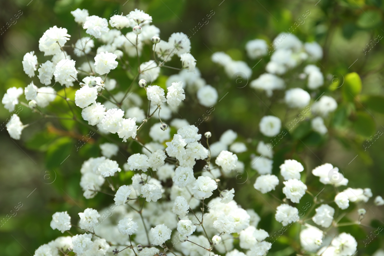 Beautiful white gypsophila flowers growing outdoors, closeup Photo of Beautiful white gypsophila flowers growing outdoors, closeup