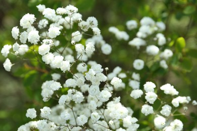 Photo of Beautiful white gypsophila flowers growing outdoors, closeup
