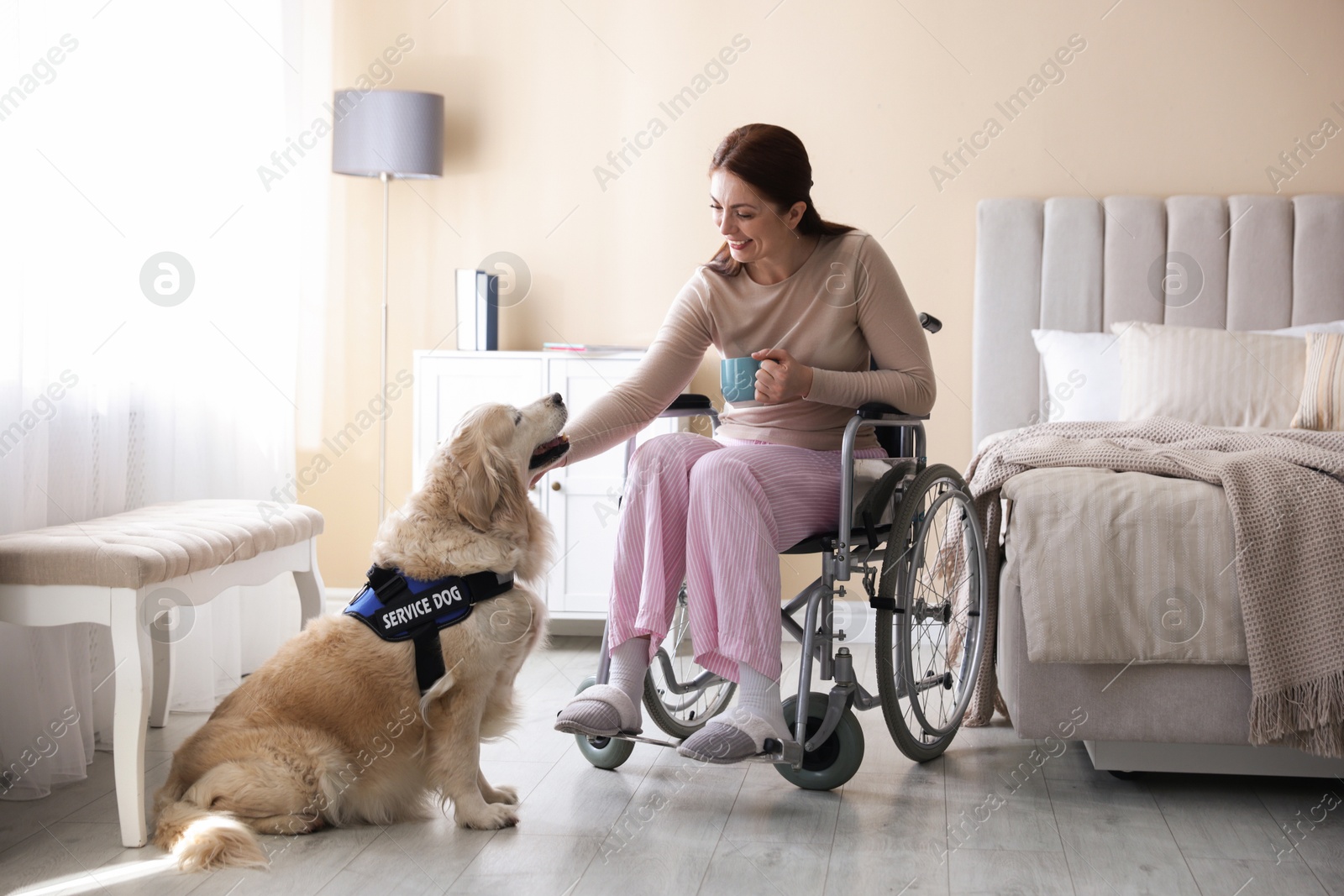 Woman in wheelchair with her service dog at home Photo of Woman in wheelchair with her service dog at home