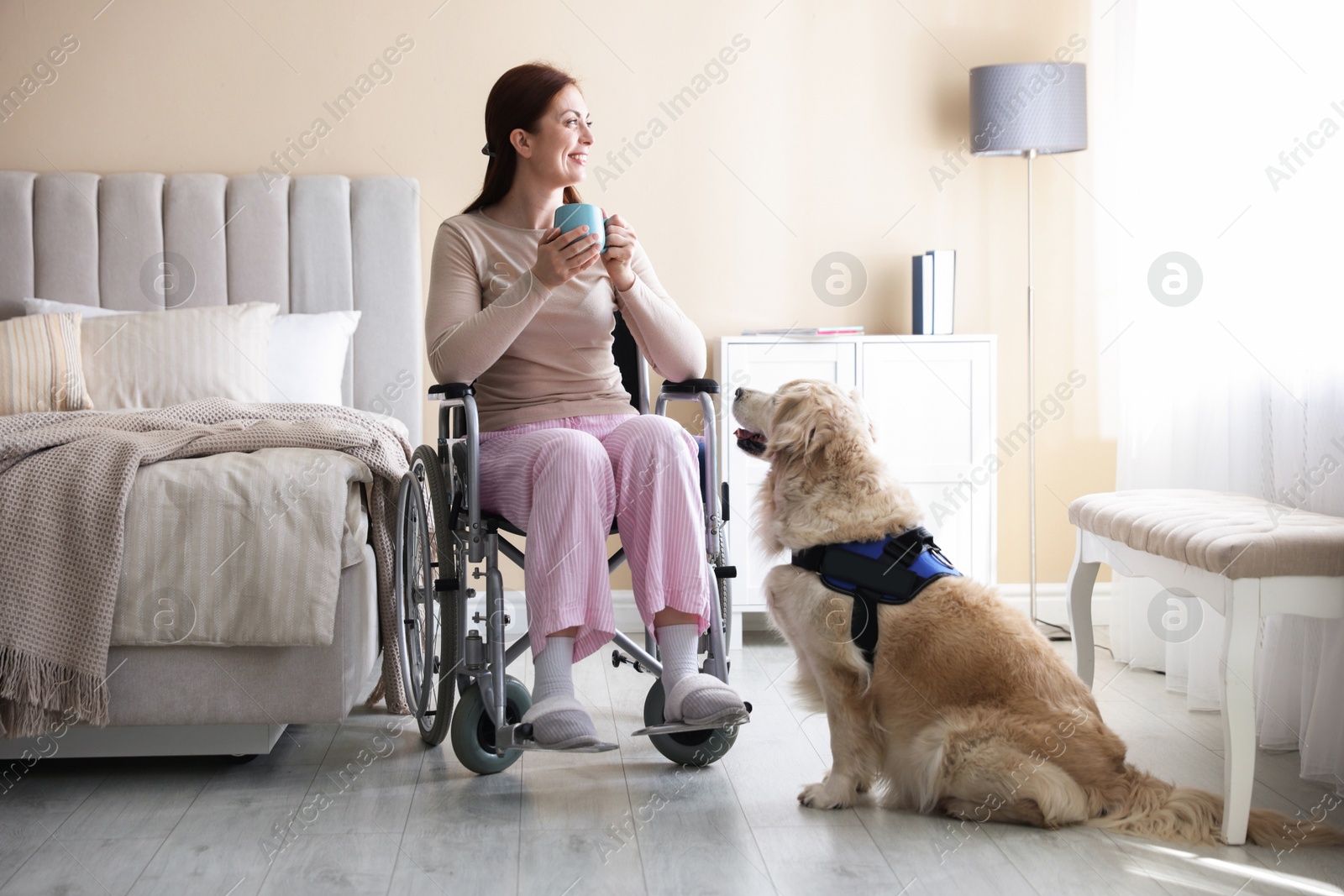 Woman in wheelchair with her service dog at home Photo of Woman in wheelchair with her service dog at home