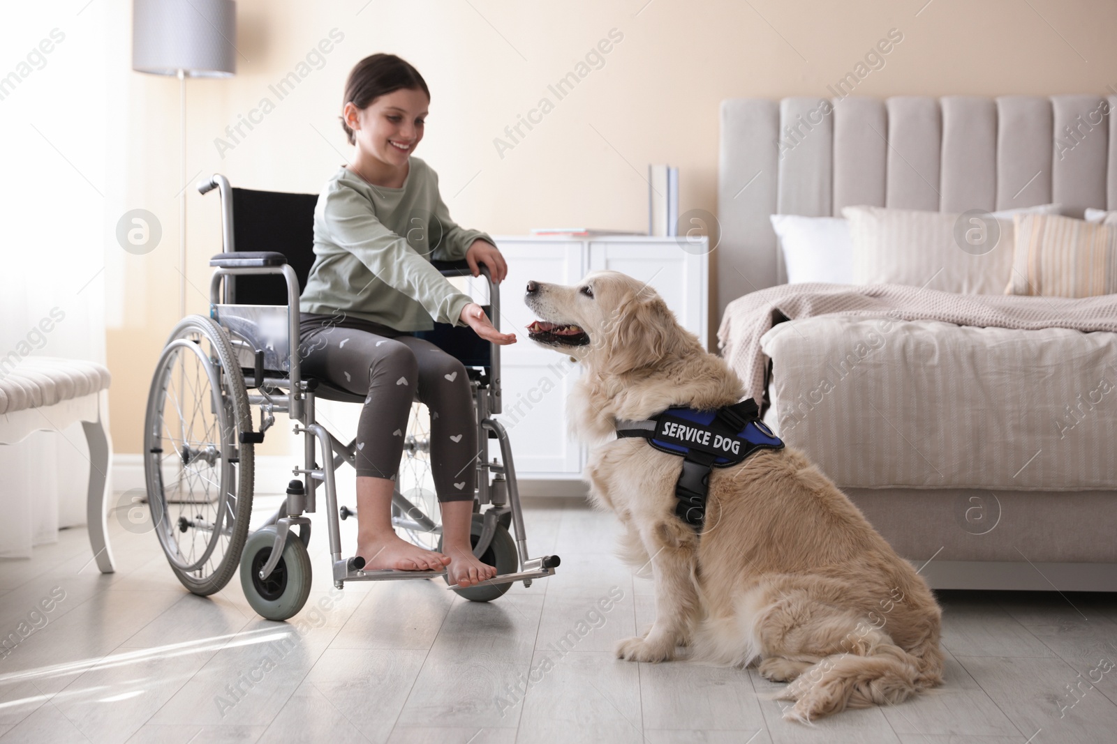 Girl in wheelchair with her service dog at home Photo of Girl in wheelchair with her service dog at home