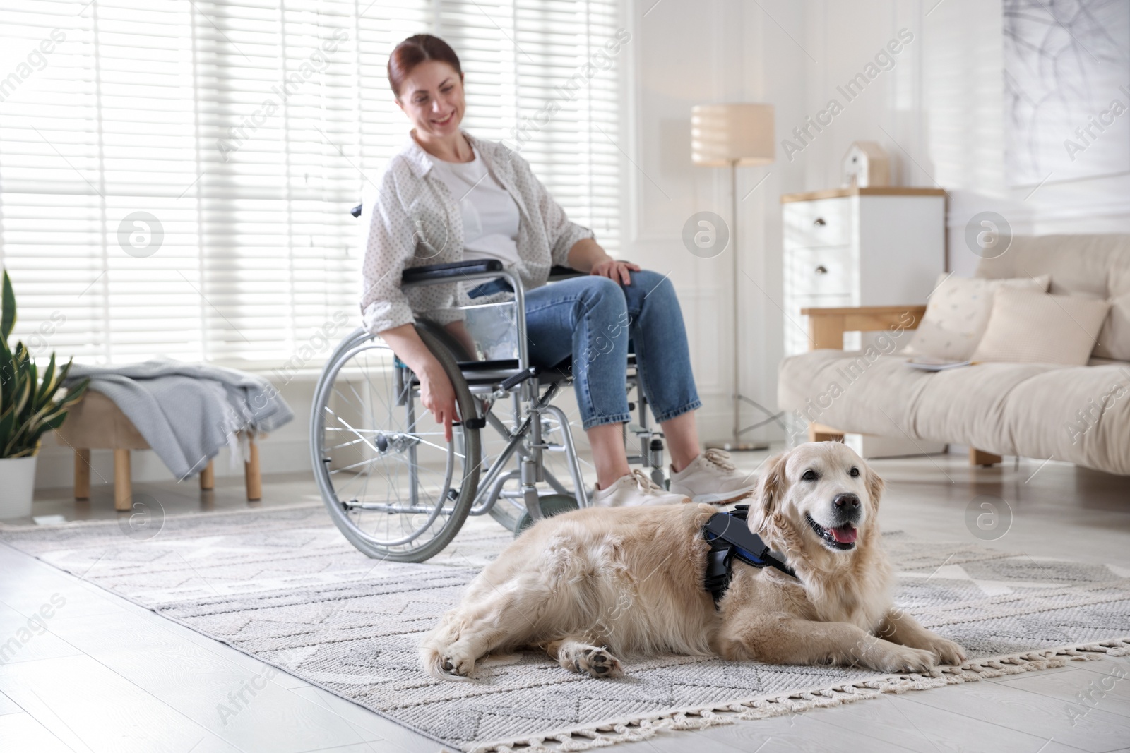 Service dog and woman in wheelchair at home, selective focus Photo of Service dog and woman in wheelchair at home, selective focus