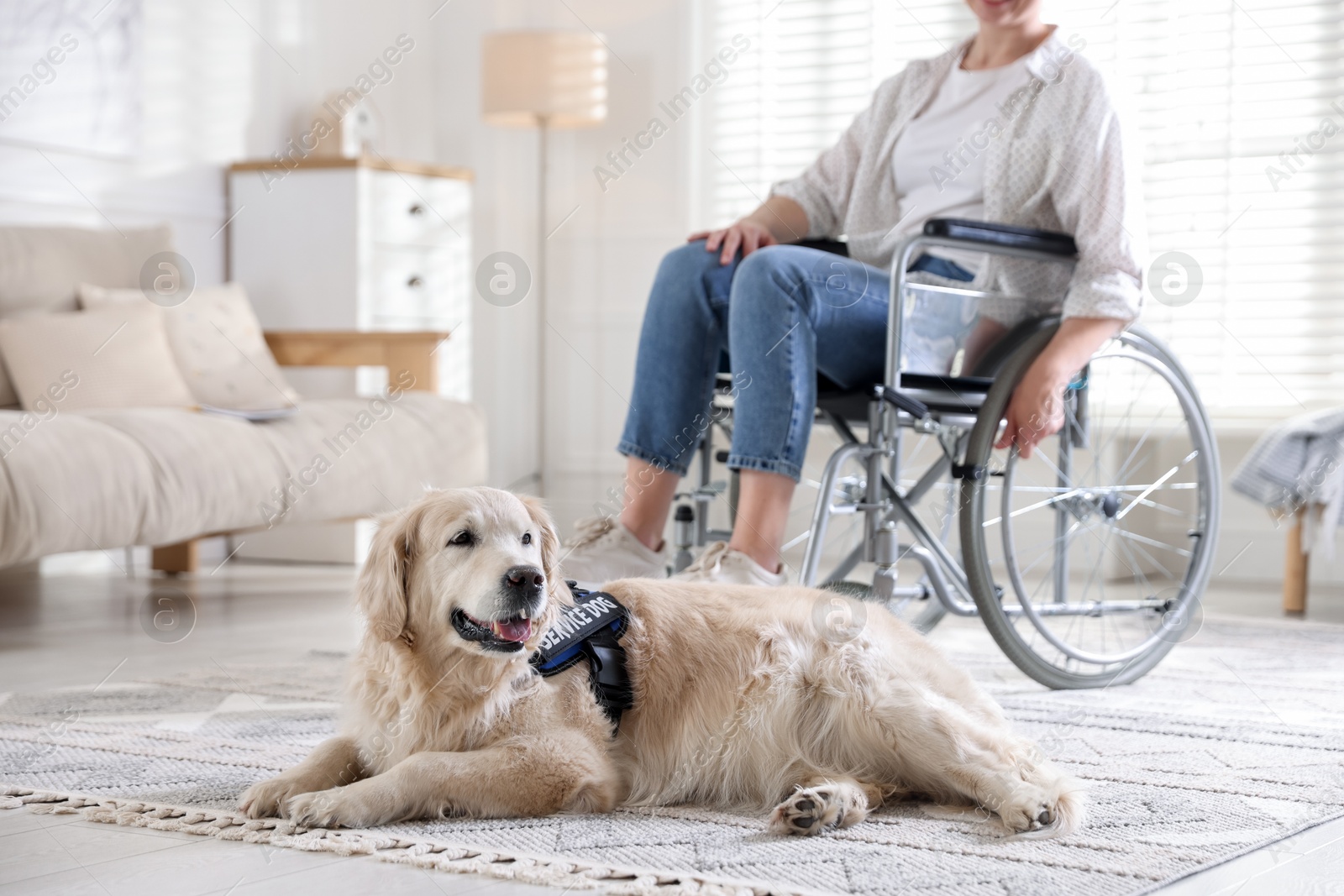 Service dog and woman in wheelchair at home, selective focus Photo of Service dog and woman in wheelchair at home, selective focus