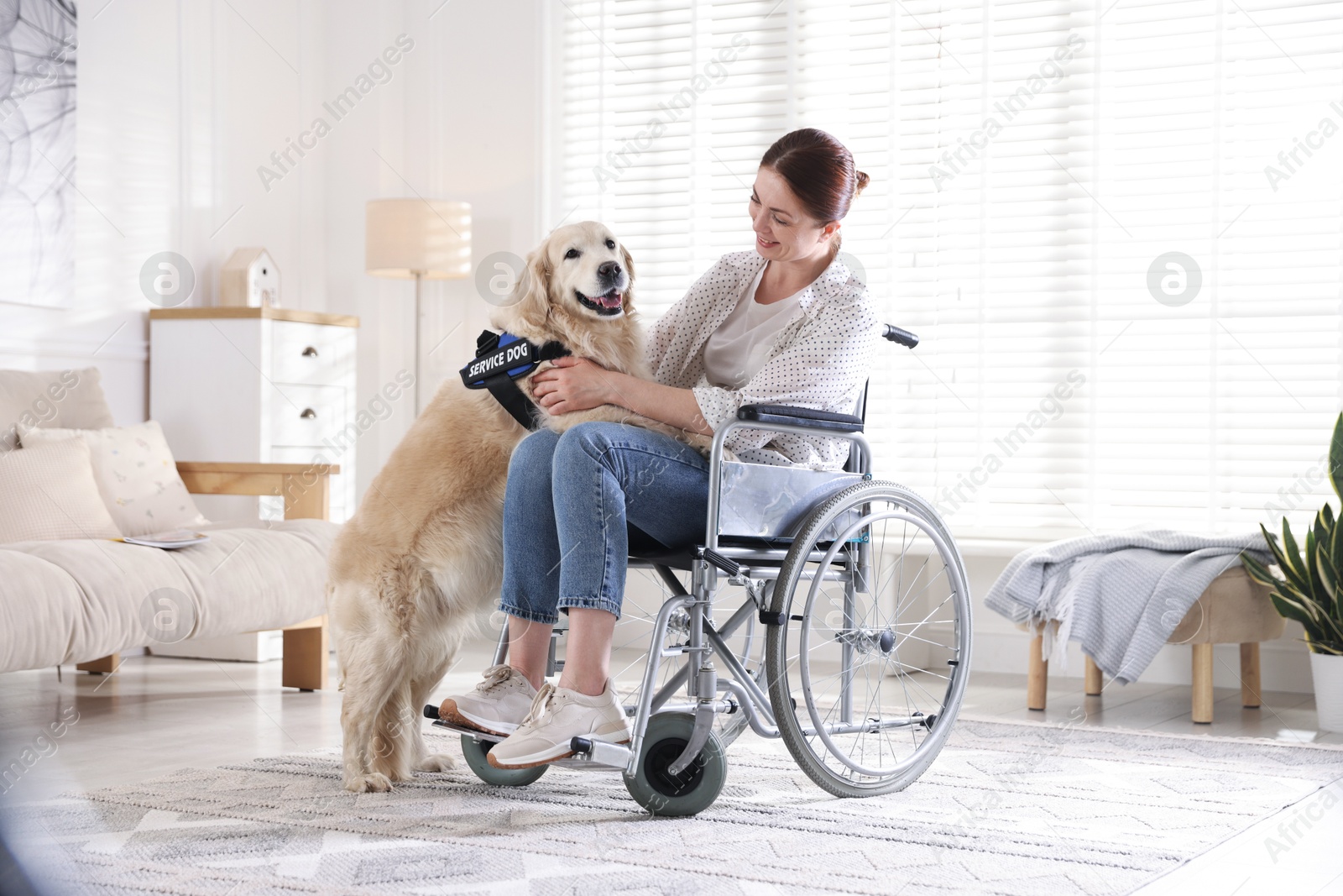 Woman in wheelchair with her service dog at home Photo of Woman in wheelchair with her service dog at home