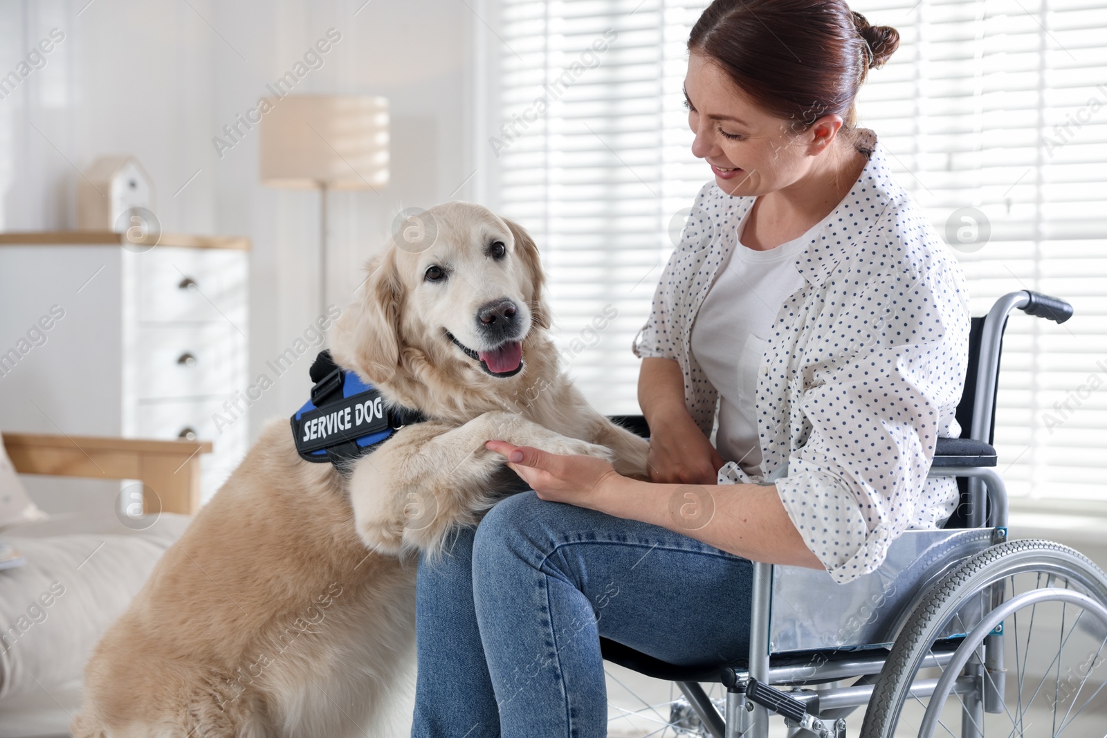 Service dog giving paw to woman in wheelchair at home Photo of Service dog giving paw to woman in wheelchair at home