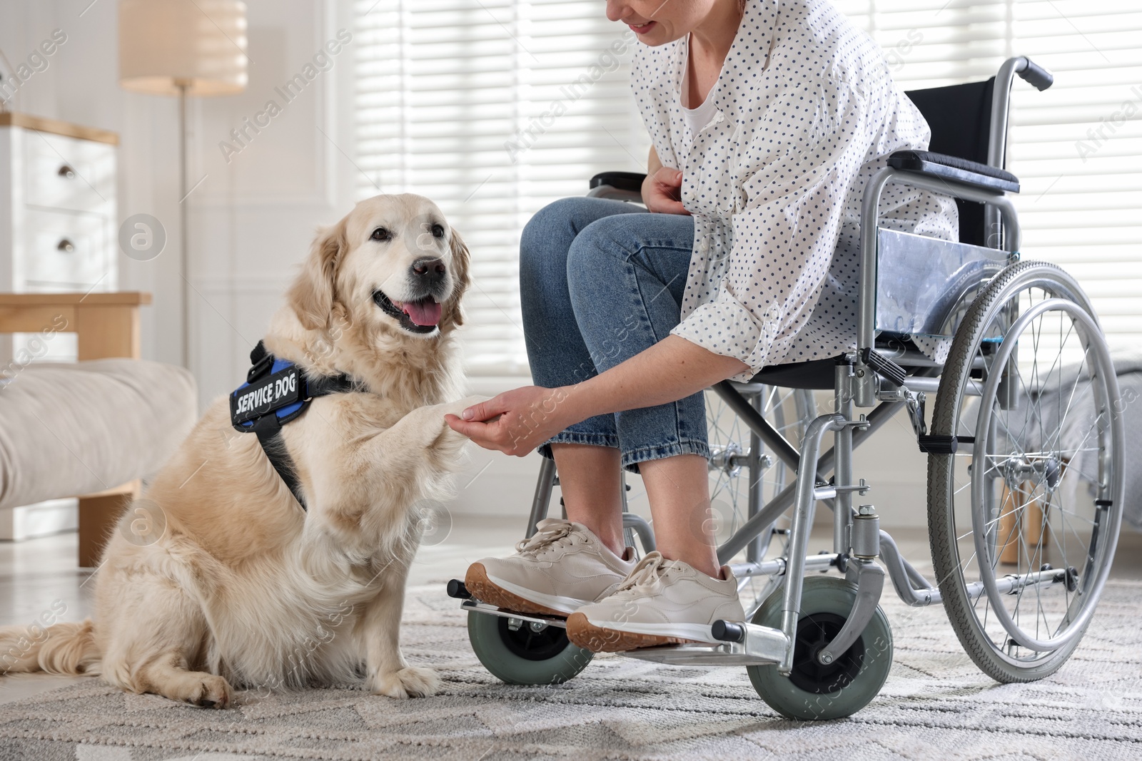 Service dog giving paw to woman in wheelchair at home Photo of Service dog giving paw to woman in wheelchair at home