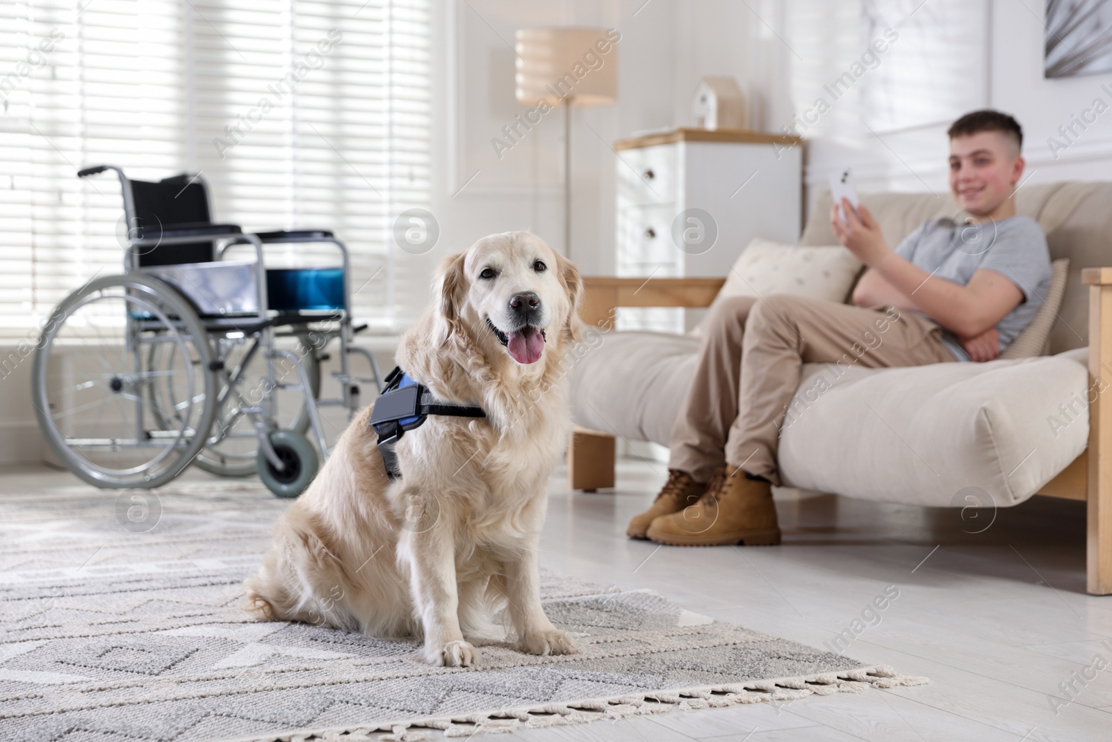 Teenage boy with disability and his service dog at home, selective focus Photo of Teenage boy with disability and his service dog at home, selective focus
