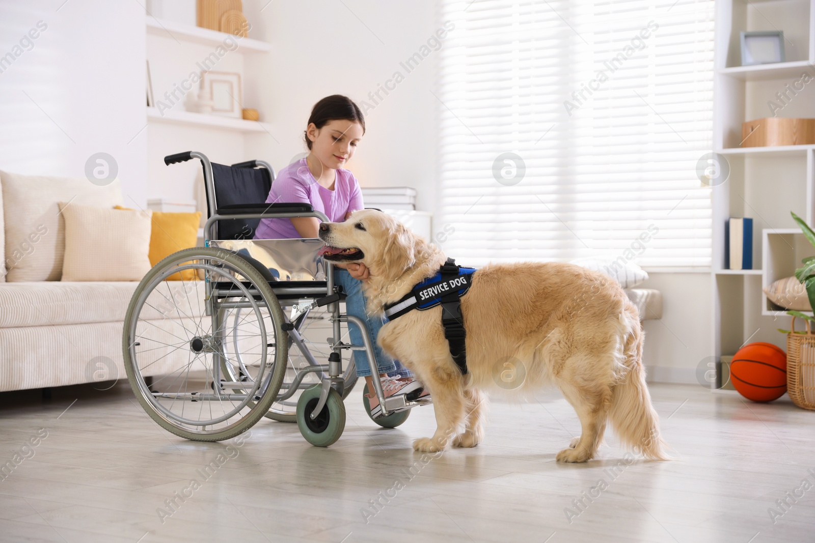 Girl in wheelchair with her service dog at home Photo of Girl in wheelchair with her service dog at home