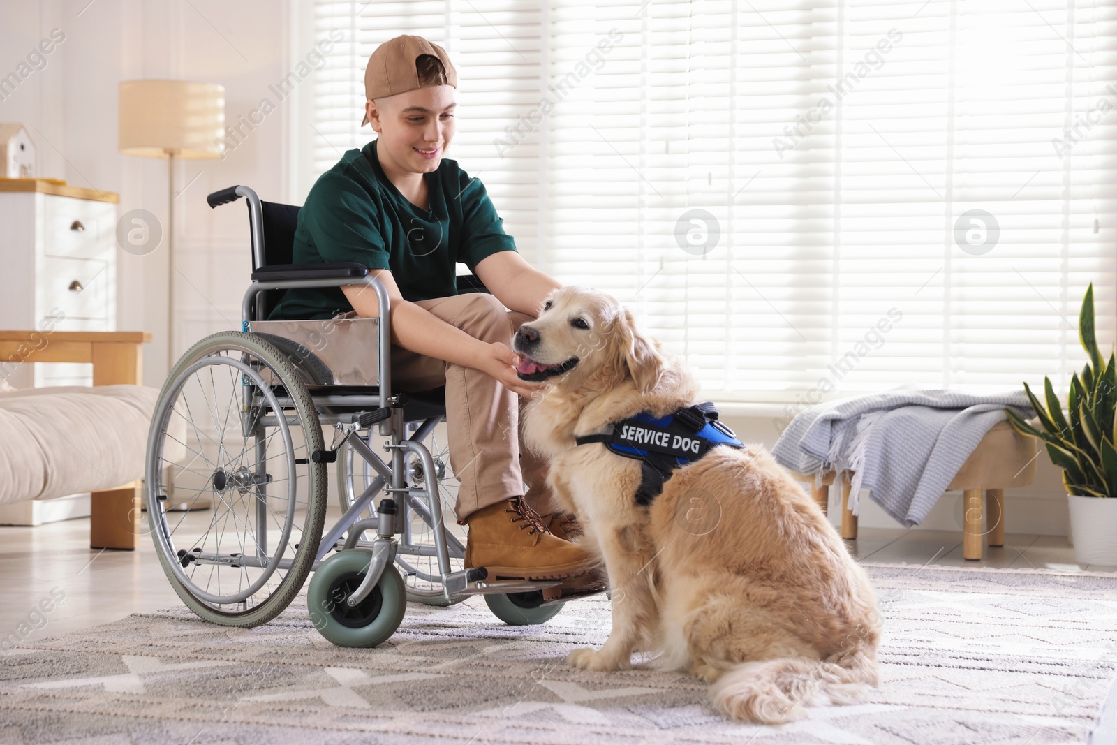 Teenage boy in wheelchair with his service dog at home. Space for text Photo of Teenage boy in wheelchair with his service dog at home. Space for text