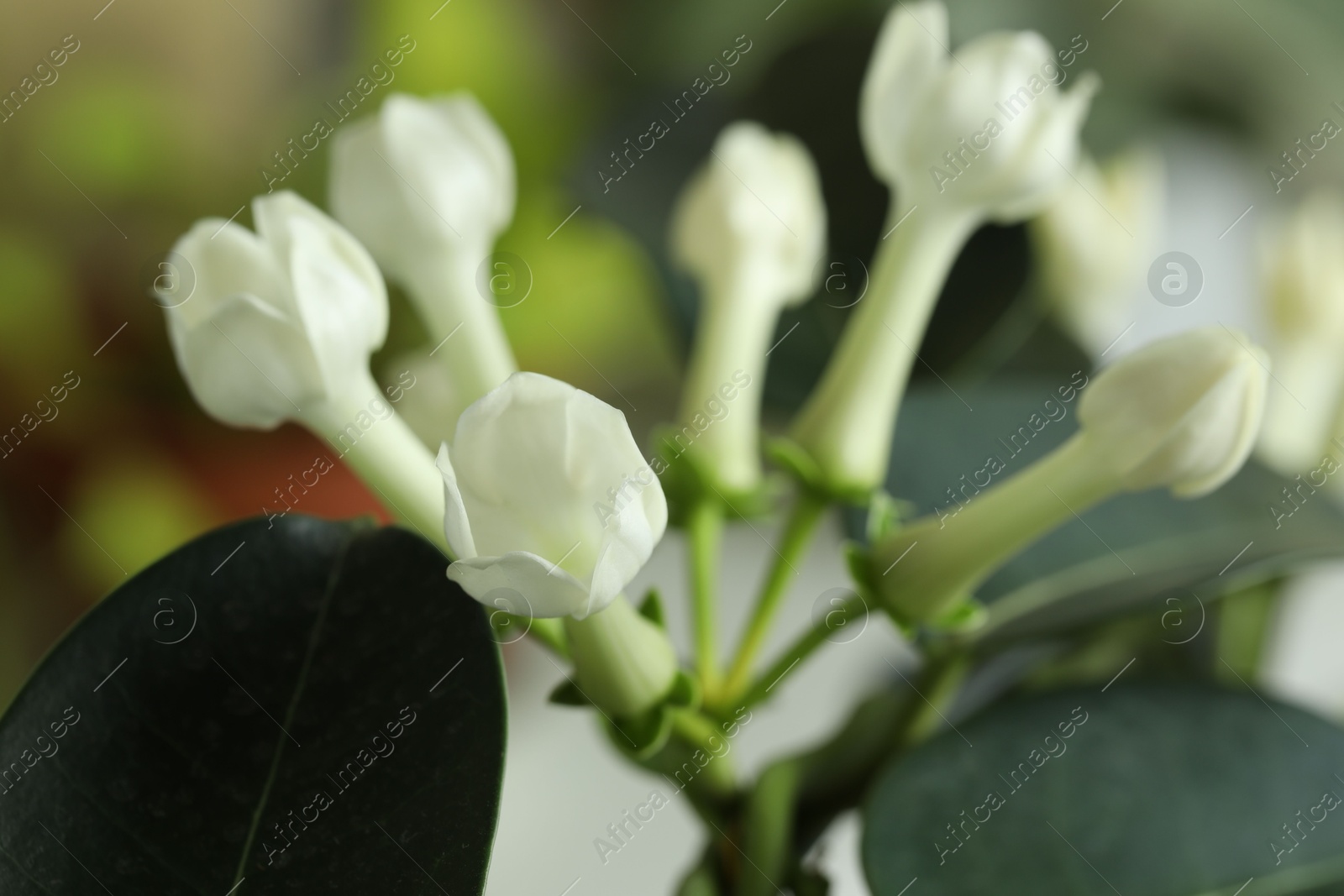 Beautiful jasmine plant on blurred background, closeup Photo of Beautiful jasmine plant on blurred background, closeup
