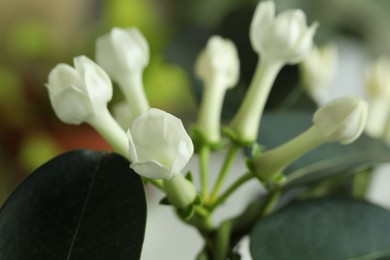 Photo of Beautiful jasmine plant on blurred background, closeup