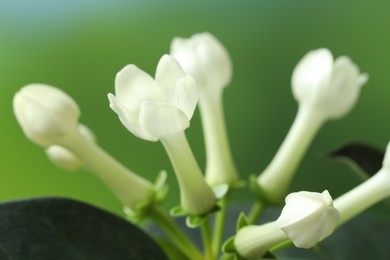 Photo of Beautiful jasmine plant on blurred background, closeup