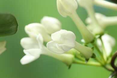 Photo of Beautiful jasmine plant on blurred background, closeup
