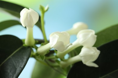 Photo of Beautiful jasmine plant on blurred background, closeup