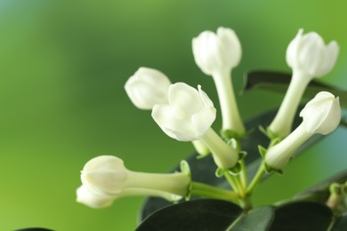 Photo of Beautiful jasmine plant on blurred background, closeup