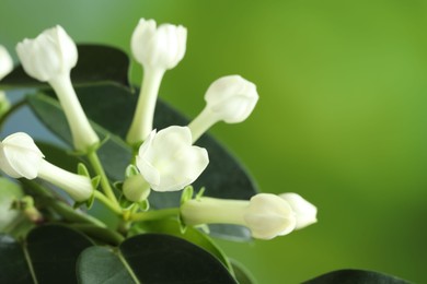 Photo of Beautiful jasmine plant on blurred background, closeup. Space for text