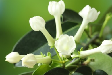 Photo of Beautiful jasmine plant on blurred background, closeup