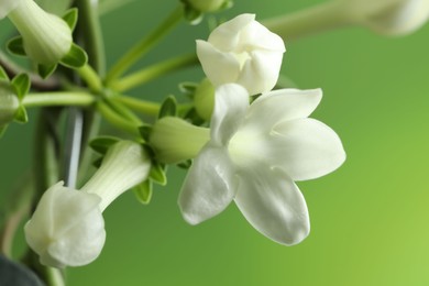 Photo of Beautiful jasmine plant on blurred background, closeup