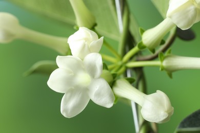 Photo of Beautiful jasmine plant on blurred background, closeup